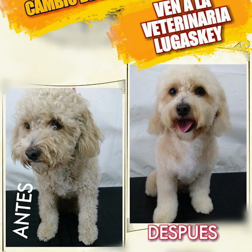 CENTRO VETERINARIO LUGASKEY