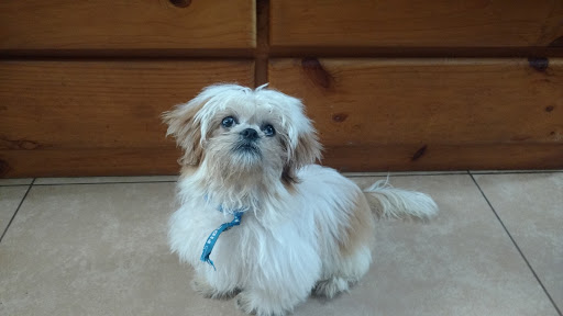 Veterinaria Fido's Vet