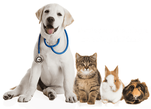 Clinica Veterinaria Dogtoras S.R.L.