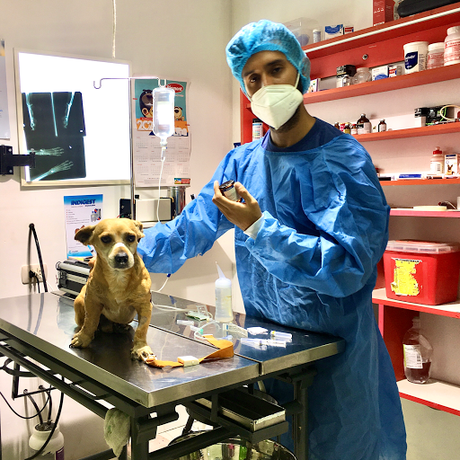 Cirugías Veterinaria Servicio 24 Horas