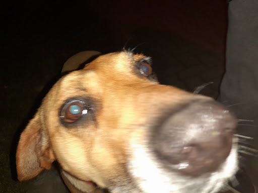 VETERINARIA (DX VETERINARY)