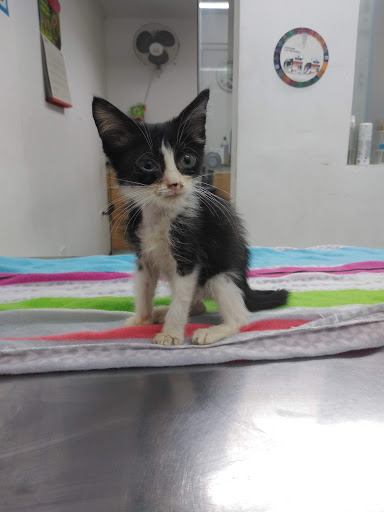 Veterinaria Central Mascotas