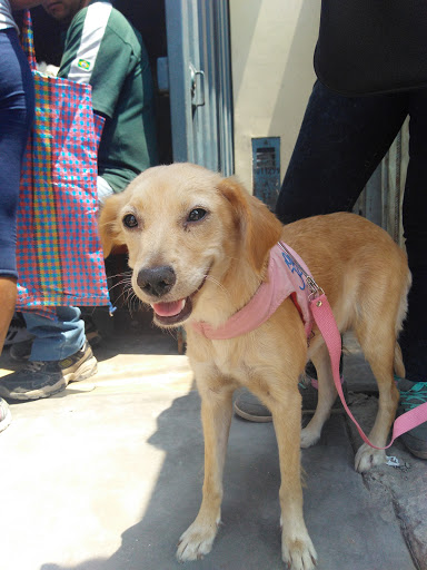 Posta Veterinaria Pamplona Alta