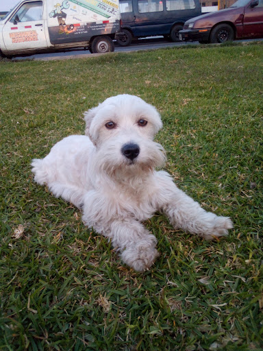 Veterinaria Pet Shop Huellitas de Corazon