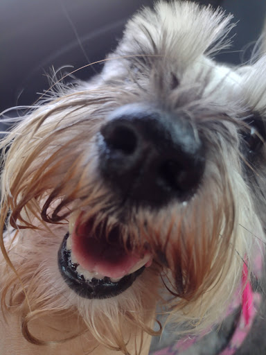 Veterinaria Safari Vet