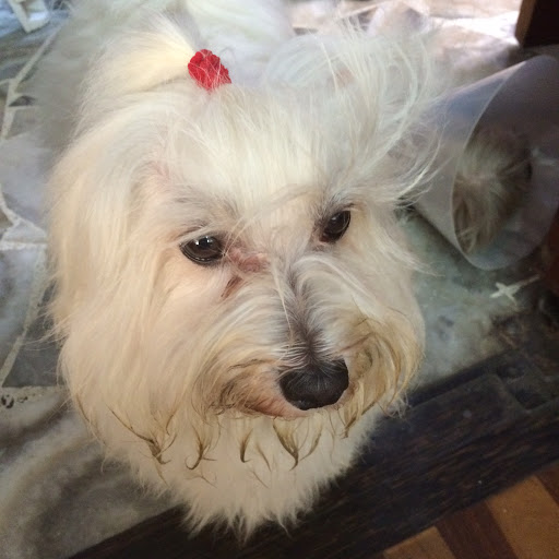 Pulguitas Veterinaria PET Shop