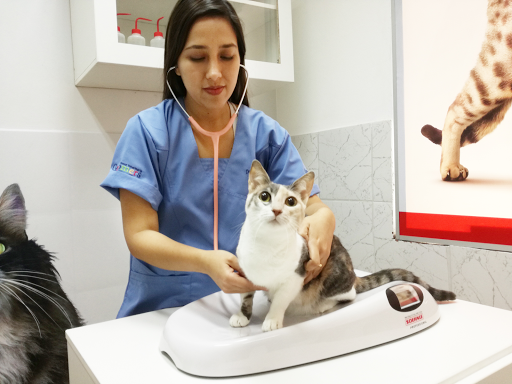 Veterinaria Groomers