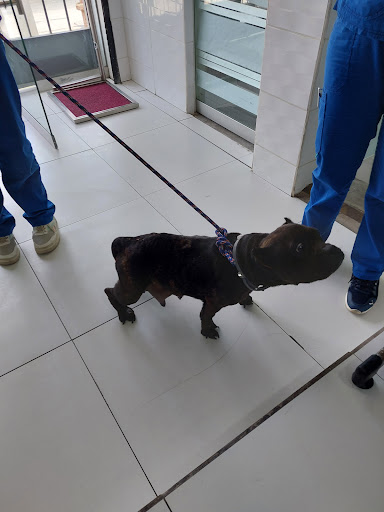 Animal Clinic