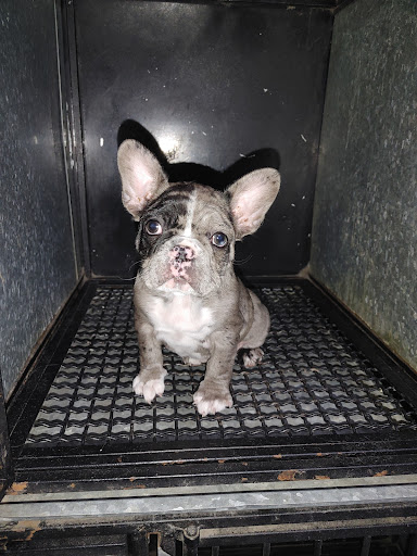 Clínica Veterinaria Milan