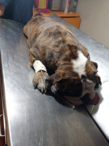 Clínica Veterinaria Cabellos