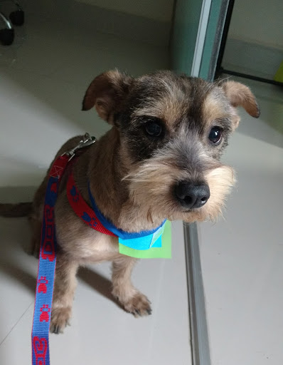 Veterinaria Animal Home