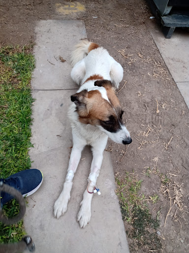 Centro de Urgencias Veterinarias - Cuvet