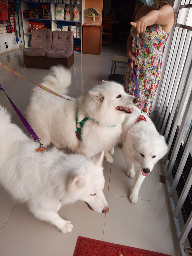 Vet. San Felipe Pet Shop.