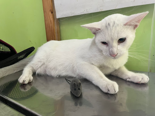 Veterinaria Patitas Bendecidas