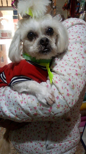 Veterinaria Master in Pet's